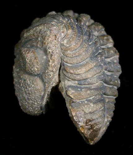 Bargain Phacops Trilobite from Morocco #5079